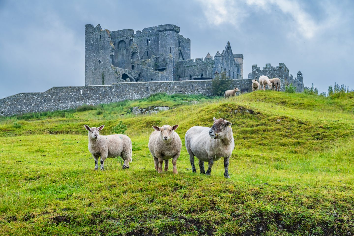 sheep with the ruins of the Cathedral at the Rock of Cashel in the background, in Ireland, on a cloudy day.