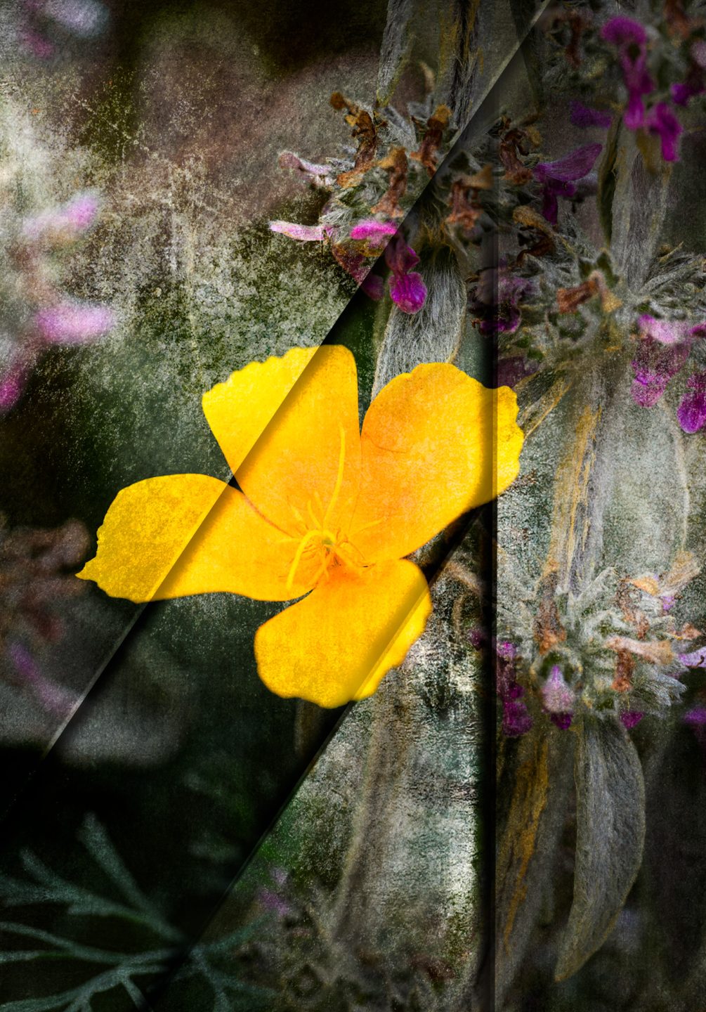 Image representing the creative process from capture to digital editing and print in a photography workshop.